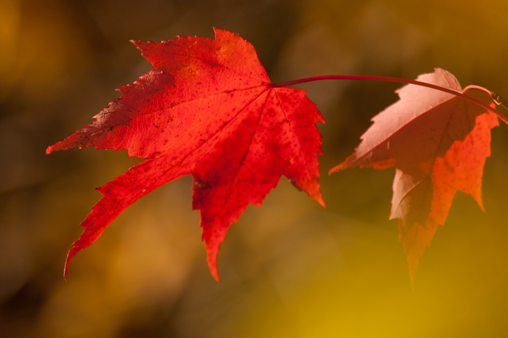 NG1D_041010_9045