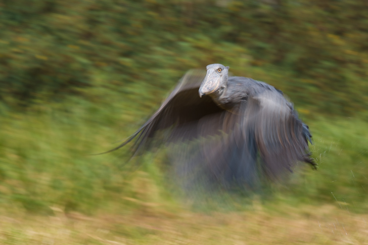 K1_shoebill_flight