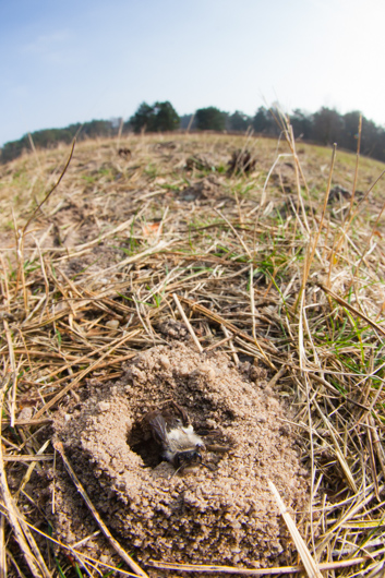 Wonderlijke parasiet