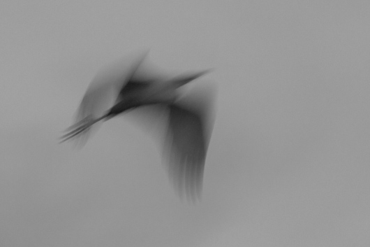 De ziel van de natuur